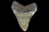 Fossil Megalodon Tooth - South Carolina #130709-1